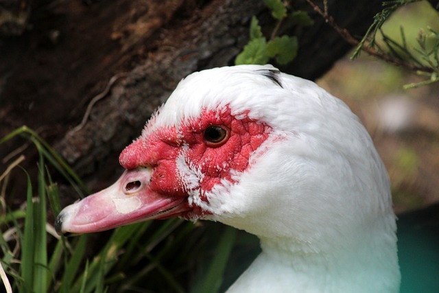 大的努力 大的努力